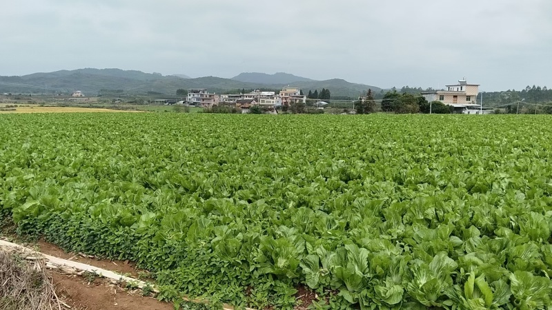 富川芥菜自家种植一手价格现场看货满意在装车不烧心烧边无黑点