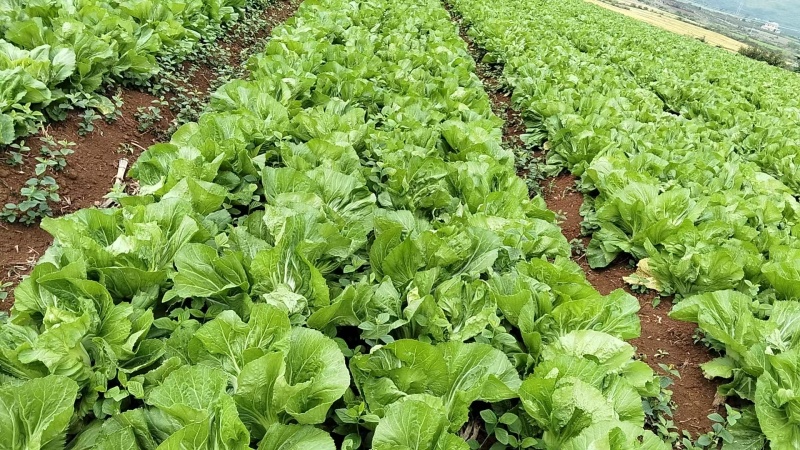富川芥菜自家种植一手价格现场看货满意在装车不烧心烧边无黑点