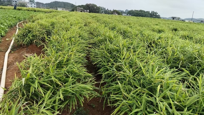 富川子姜一手货源原产地供货新货净菜卖菜都可无断头机械伤耐运输