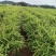 富川子姜一手货源原产地供货新货净菜卖菜都可无断头机械伤耐运输