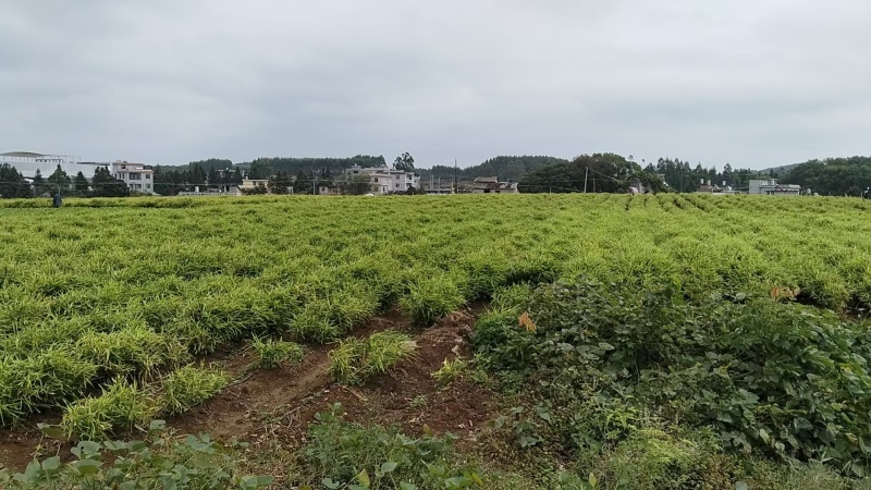 富川子姜一手货源原产地供货新货净菜卖菜都可无断头机械伤耐运输