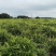富川子姜一手货源原产地供货新货净菜卖菜都可无断头机械伤耐运输