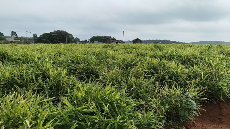 富川子姜一手货源原产地供货新货净菜卖菜都可无断头机械伤耐运输
