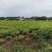 富川子姜一手货源原产地供货新货净菜卖菜都可无断头机械伤耐运输