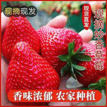 妙香草莓供应中对接市场档口商超量大从优欢迎来电咨询订购