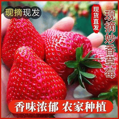 妙香草莓供应中对接市场档口商超量大从优欢迎来电咨询订购