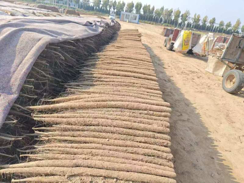 【双棒山药】河南内黄基地直供一手货源质量保证全国发货