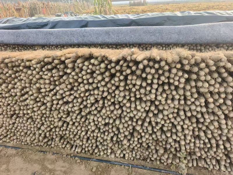 【双棒山药】河南内黄基地直供一手货源质量保证全国发货