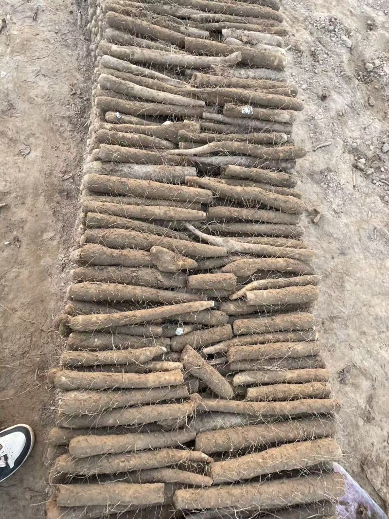 【双棒山药】河南内黄基地直供一手货源质量保证全国发货