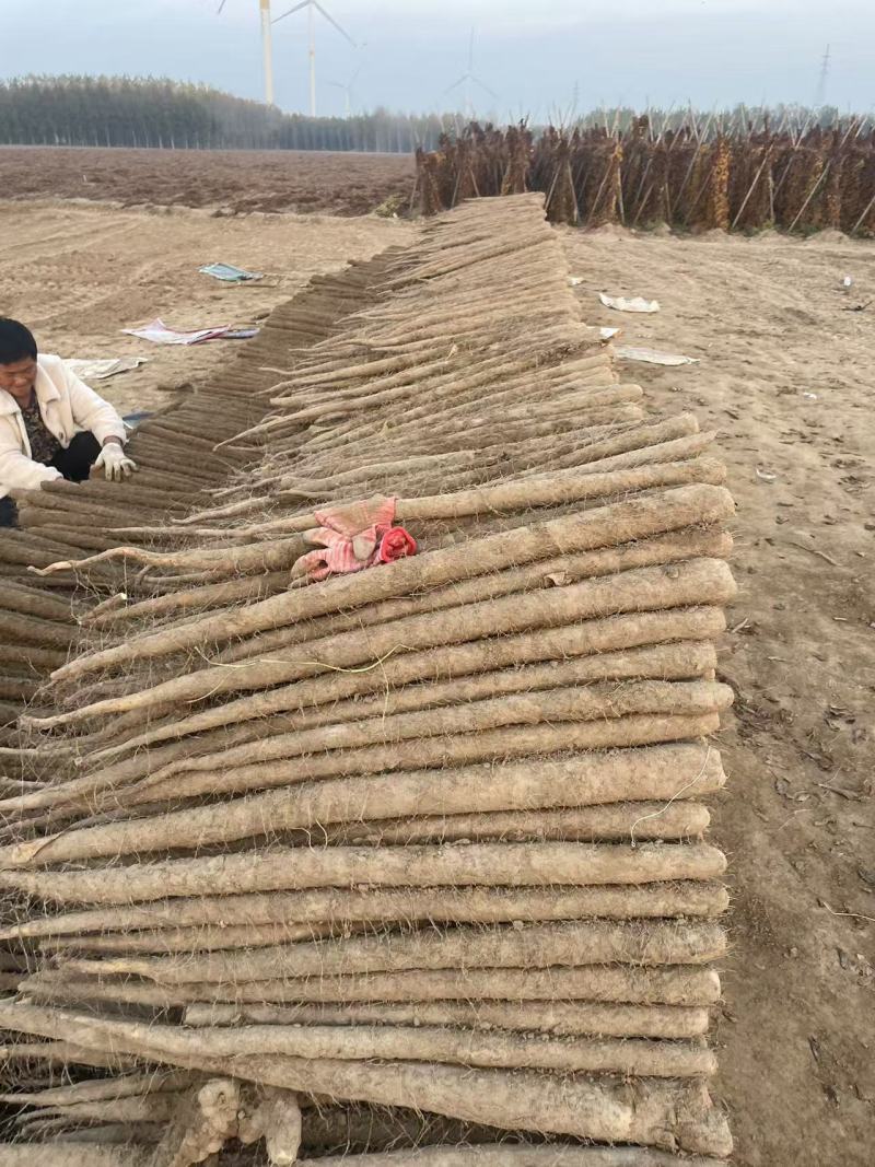【双棒山药】河南内黄基地直供一手货源质量保证全国发货