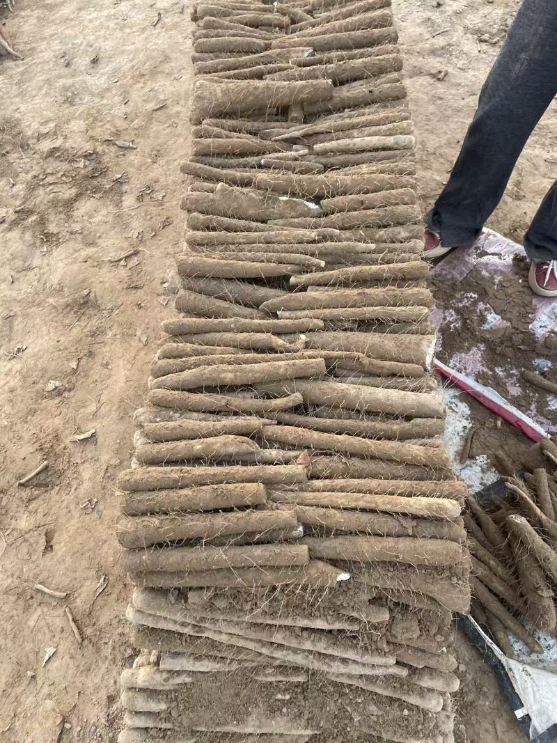 【双棒山药】河南内黄基地直供一手货源质量保证全国发货