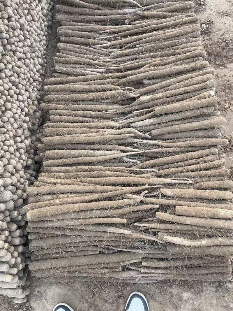 【双棒山药】河南内黄基地直供一手货源质量保证全国发货