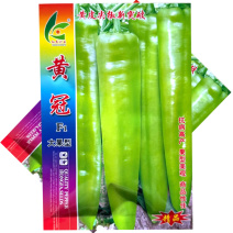 黄冠黄皮尖椒种子早熟大果型粗长牛角椒种籽抗病辣味适中