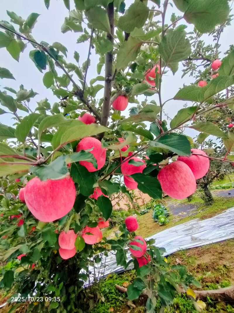 天水花牛/富士苹果