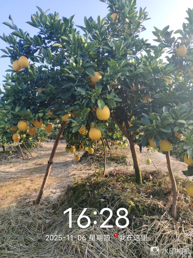 赣南纽荷尔脐橙，全国供应，品质保证，量大从优，欢迎来电