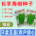 【绿美55号】薄皮羊角椒皱皮辣椒种子基地优选越夏延秋种植