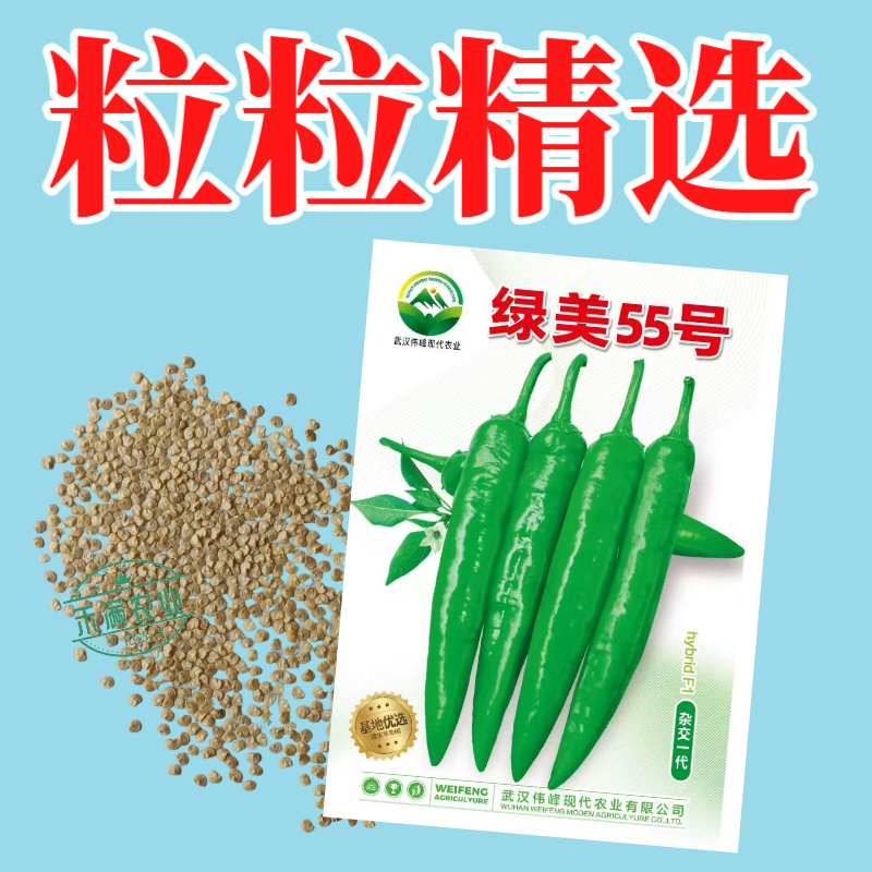 【绿美55号】薄皮羊角椒皱皮辣椒种子基地优选越夏延秋种植