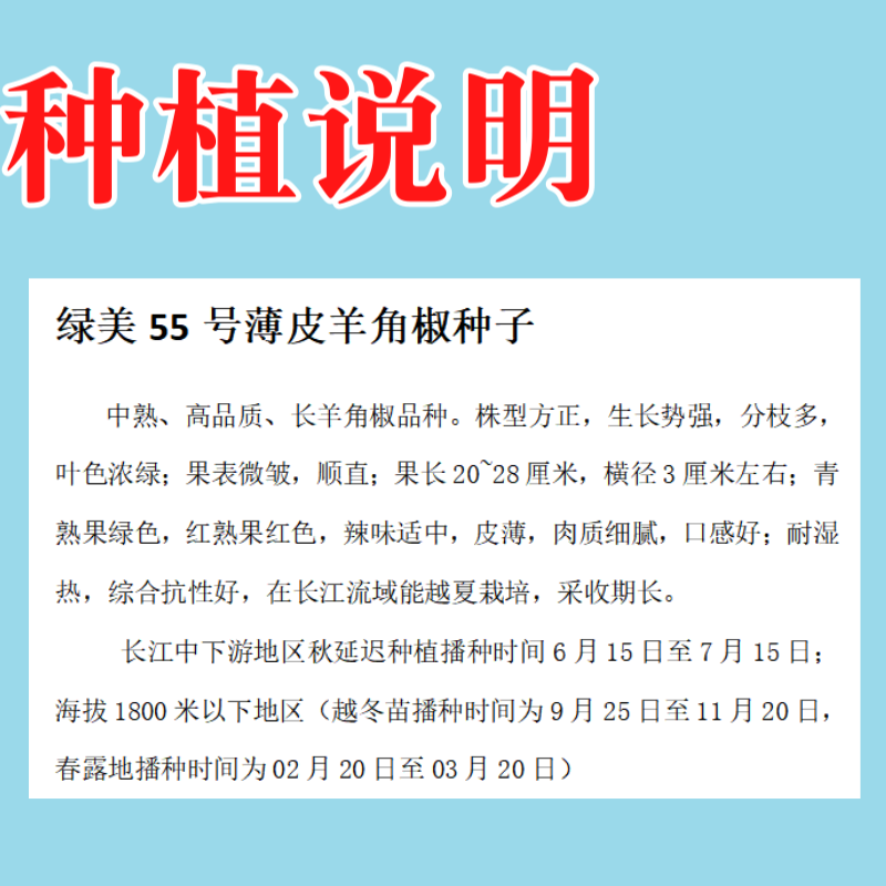 【绿美55号】薄皮羊角椒皱皮辣椒种子基地优选越夏延秋种植