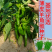 【绿美55号】薄皮羊角椒皱皮辣椒种子基地优选越夏延秋种植