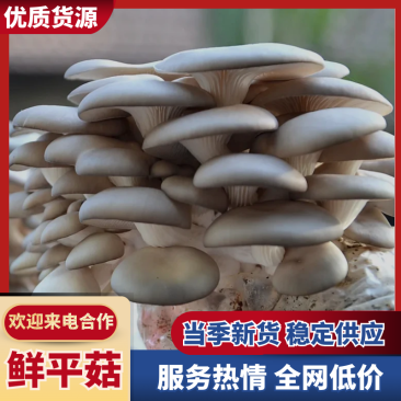 优质鲜平菇山东聊城鲜平菇产地直发当天采摘欢迎选购
