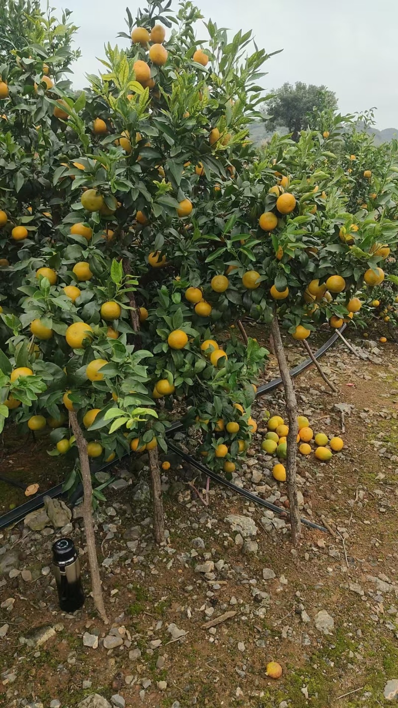 沃柑品质保证服务周到大量有货欢迎联系