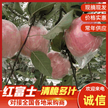 【山西苹果】临猗红富士/冰糖心苹果/电商团购大量批发便宜