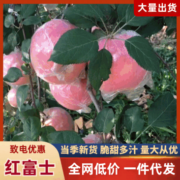 山西万荣黄土高坡红富士苹果10斤装一件代发，