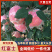 山西万荣黄土高坡红富士苹果10斤装一件代发，