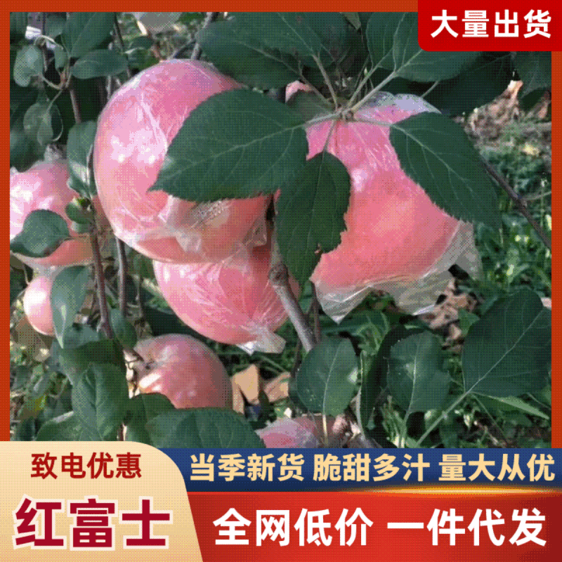 山西万荣黄土高坡红富士苹果10斤装一件代发，
