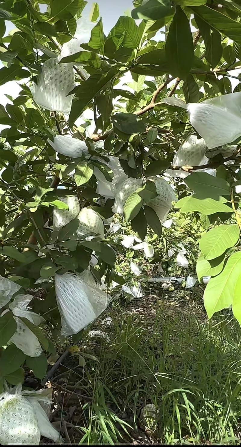 广东白心番石榴芭乐基地直供质量保证一手货源对接商超