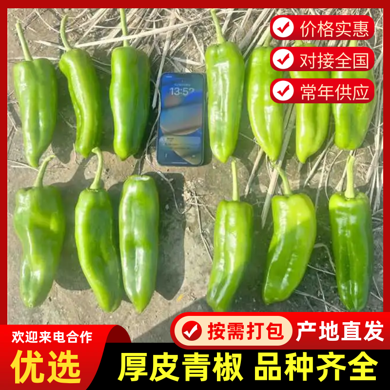 【青椒】厚皮青椒大量供应整车发货品质保证全国发货