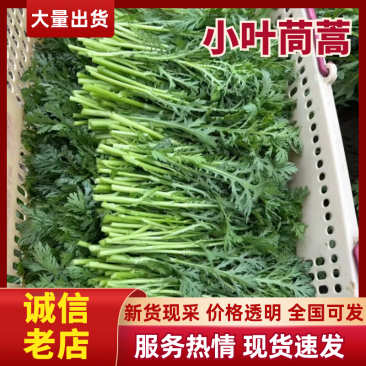 精品茼蒿小叶茼蒿量大从优支持视频和实地看货欢迎咨询