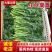 精品茼蒿小叶茼蒿量大从优支持视频和实地看货欢迎咨询