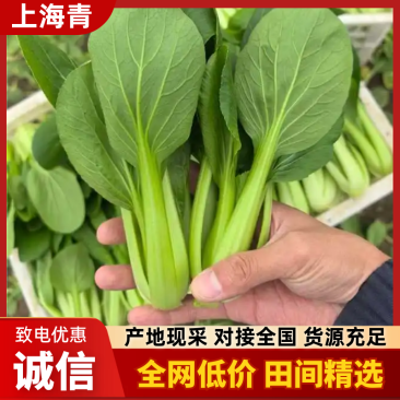 【海量货源】精品上海青江苏上海青基地直发量大从优