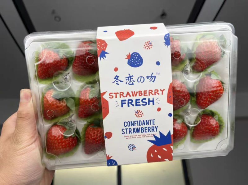 草莓丹东草莓基地直发量大从优欢迎来电咨询
