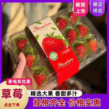 草莓丹东草莓基地直发量大从优欢迎来电咨询