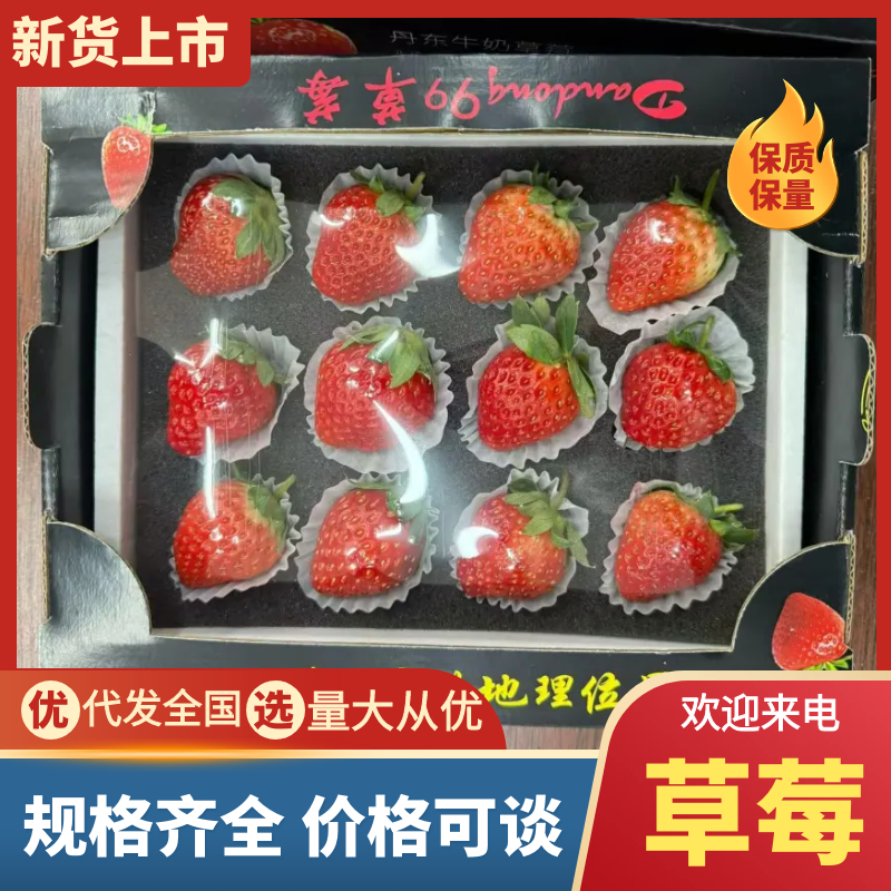 精品草莓辽宁草莓大量供应品质保证全国发货
