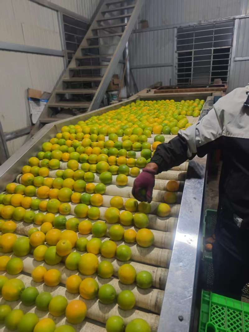 云南玉溪冰糖橙核心产区直供新鲜采摘量大价优欢迎咨询