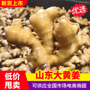 （山东生姜）鲜姜/大黄姜（辣味十足）质优价廉保质保量
