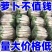 白萝卜湖北基地发货水洗加工包装装车一条龙服务进店咨询