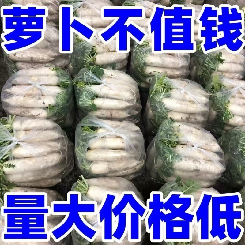 白萝卜湖北基地发货水洗加工包装装车一条龙服务进店咨询