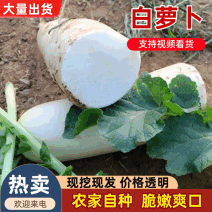 实力货源基地直发白萝卜水洗去杂渍包装一条龙服务进店咨询