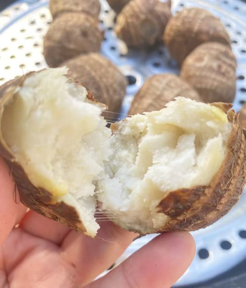 芋头山东豆包芋头海量货源支持视频和实地看货量大从优