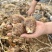芋头山东豆包芋头海量货源支持视频和实地看货量大从优