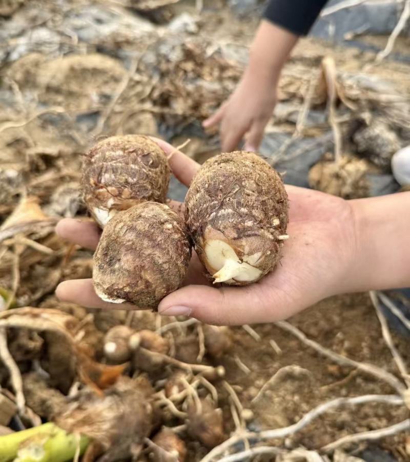 芋头山东豆包芋头海量货源支持视频和实地看货量大从优