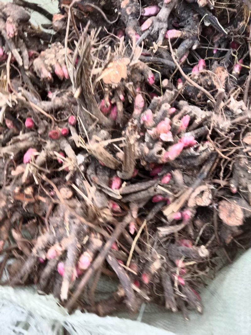 安徽亳州赤芍苗，五年壮苗，根系发达，成活率高，基地直供