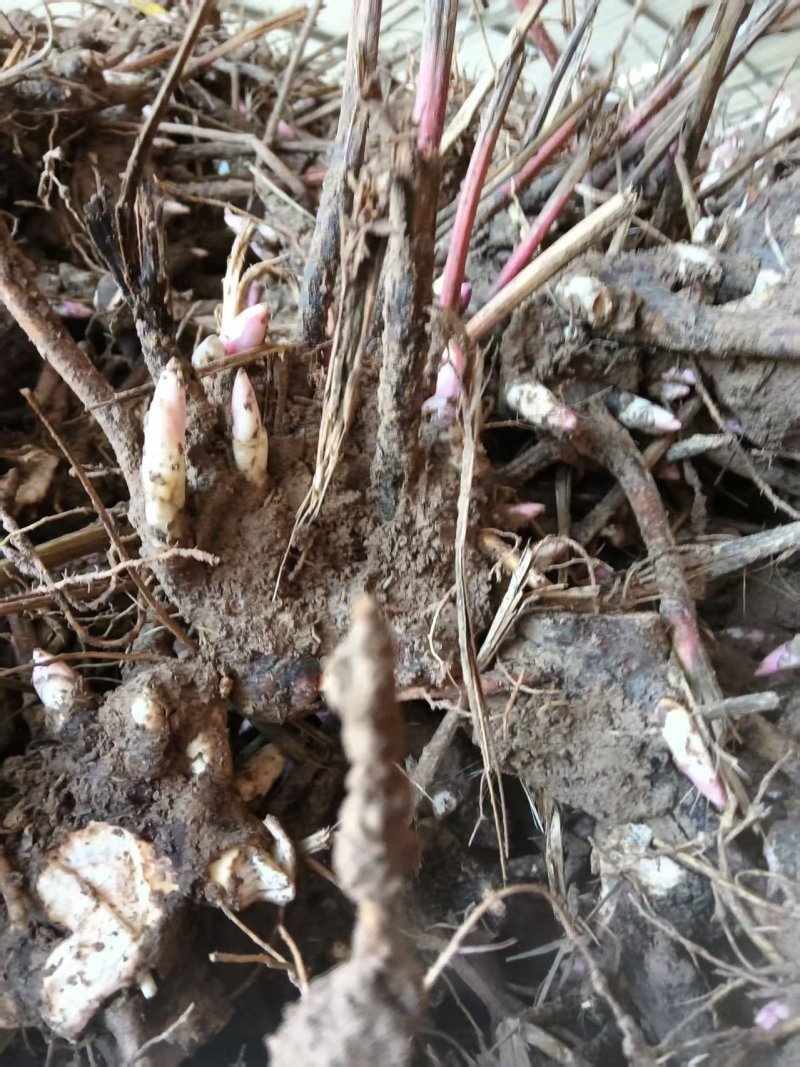 安徽亳州优质白芍苗，基地直供，苗壮根繁成活率高！