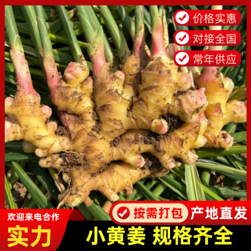 【小黄姜】品类规格齐全，鲜姜/窖藏，品质保证，接电商批发