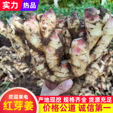 红芽姜/小黄姜/山东生姜/规格齐全（诚信经营）实力代办