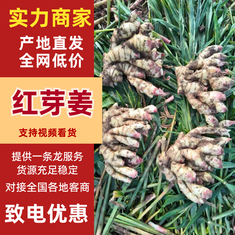 红芽姜产地一手货源/规格齐全/品质保证/实力代办代发全国